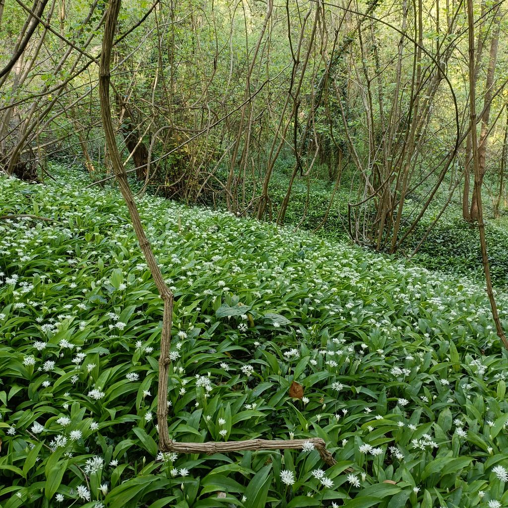 Fleurs d'avril - Jeûne et Forêt - Randonnée bien être Santé Énergie AMJ FFJR Hauts de France 4 26 12 ©Jeûne et forêt