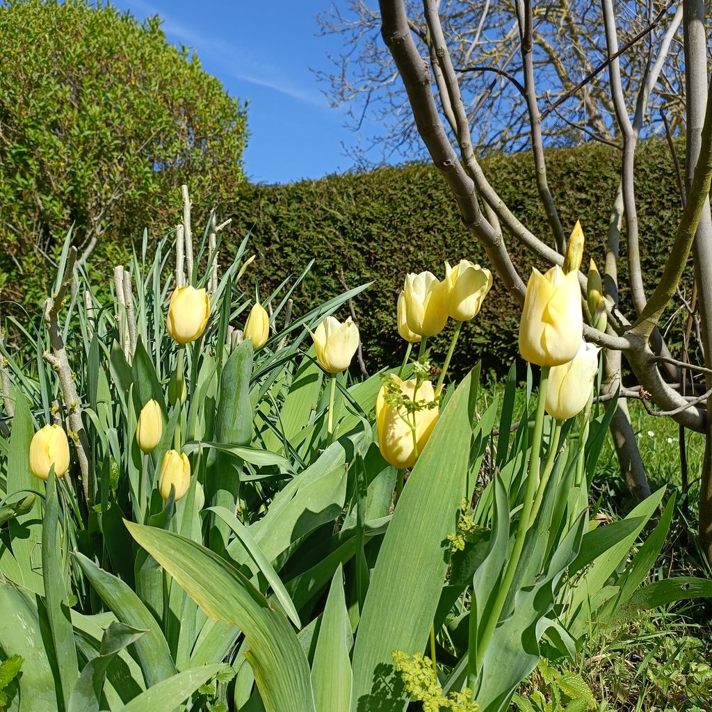 Fleurs d'avril - Jeûne et Forêt - Randonnée bien être Santé Énergie AMJ FFJR Hauts de France 4 26 16 ©Jeûne et forêt