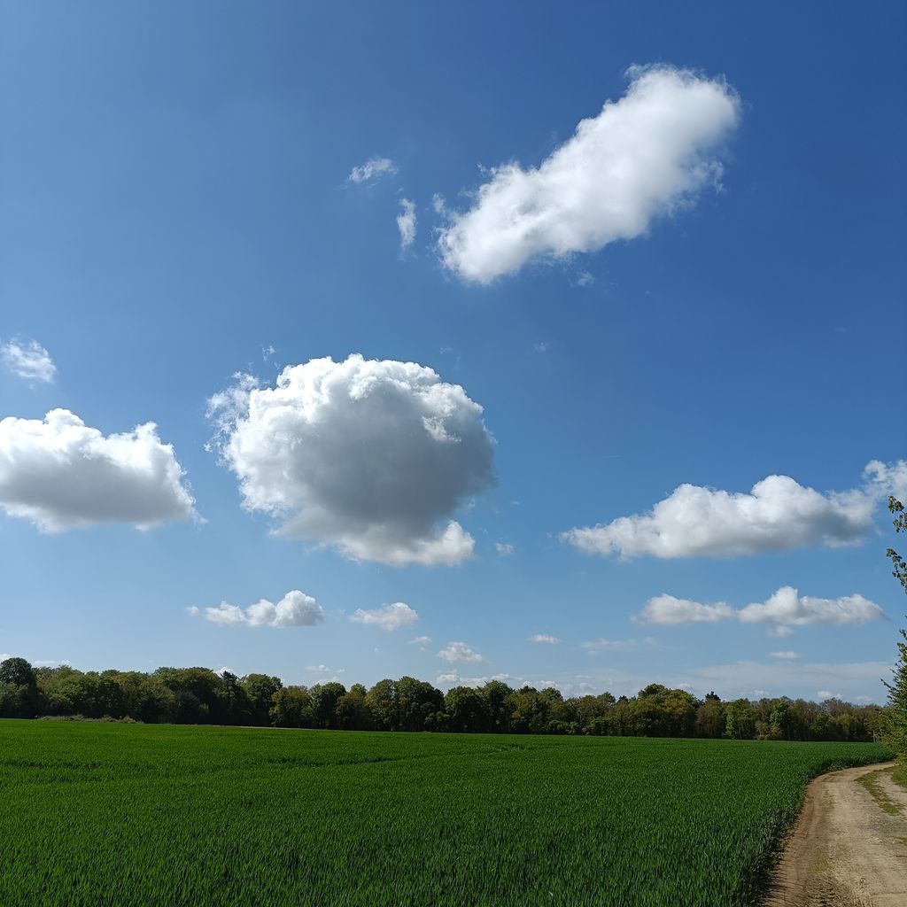 Fleurs d'avril - Jeûne et Forêt - Randonnée bien être Santé Énergie AMJ FFJR Hauts de France 4 26 9 ©Jeûne et forêt