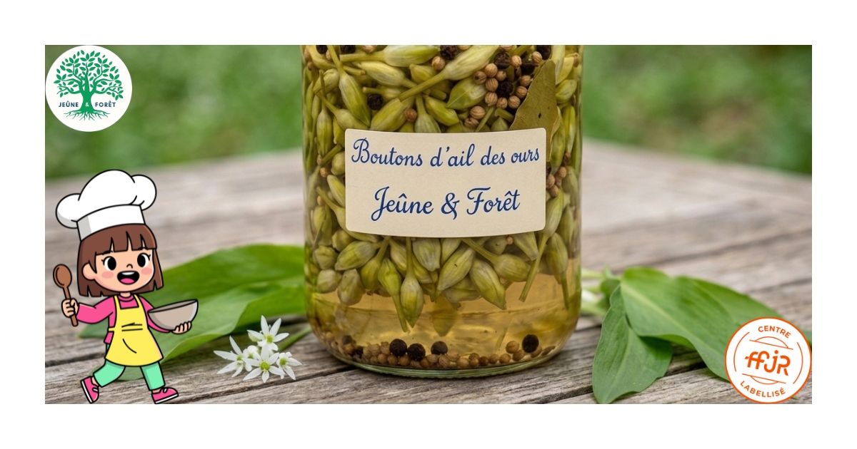Pickles de boutons d’ail des ours - Les recettes Jeûne & Forêt - Randonnée bien être Santé Énergie AMJ FFJR Hauts de France