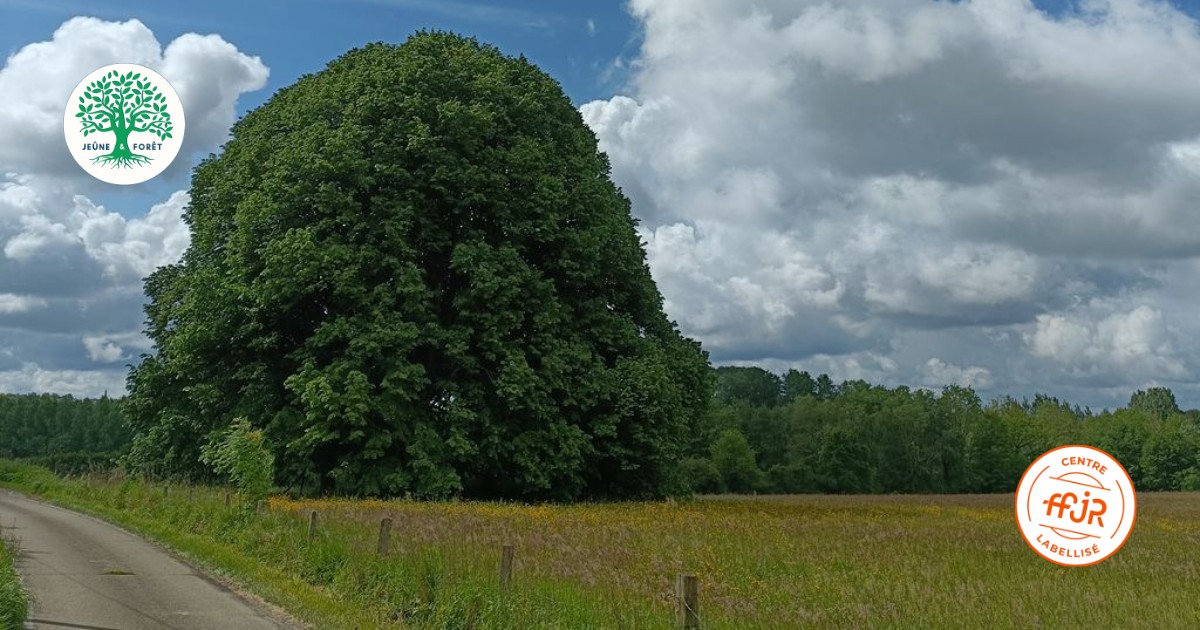 Une semaine de jeûne entre femmes Mai 2026 - Randonnée bien être AMJ FFJR - Jeûne forêt 01
