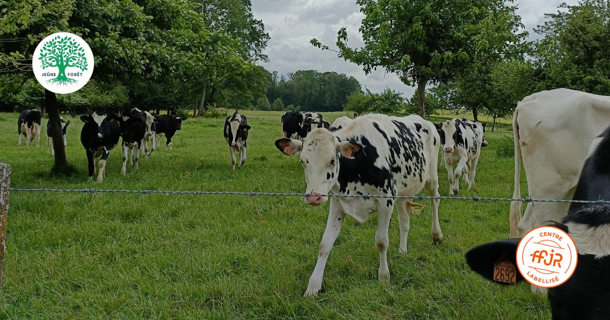 Une semaine de jeûne entre femmes Mai 2026 - Randonnée bien être AMJ FFJR - Jeûne forêt 02