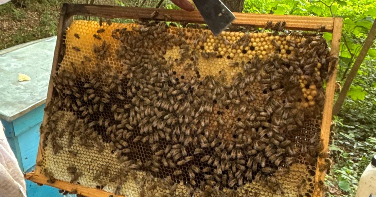 Une visite chez un apiculteur - Jeûne et Forêt - Randonnée bien être Santé Énergie AMJ FFJR Hauts de France ©Jeûne et forêt - 2