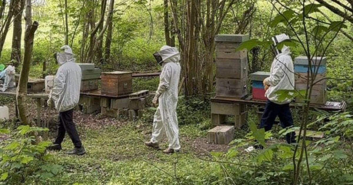 Une visite chez un apiculteur - Jeûne et Forêt - Randonnée bien être Santé Énergie AMJ FFJR Hauts de France ©Jeûne et forêt - 4