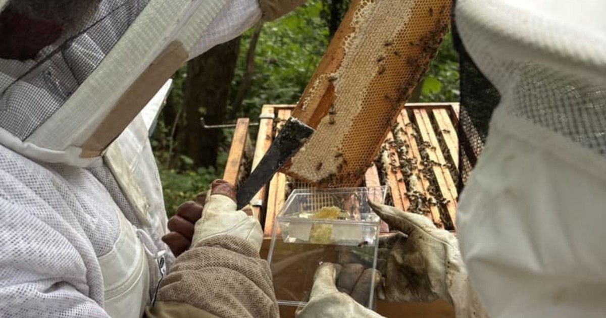 Une visite chez un apiculteur - Jeûne et Forêt - Randonnée bien être Santé Énergie AMJ FFJR Hauts de France ©Jeûne et forêt