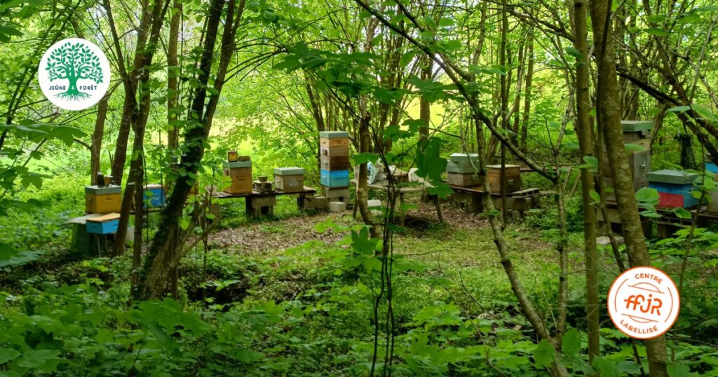 Une visite chez un apiculteur - Randonnée bien être AMJ FFJR - Jeûne forêt