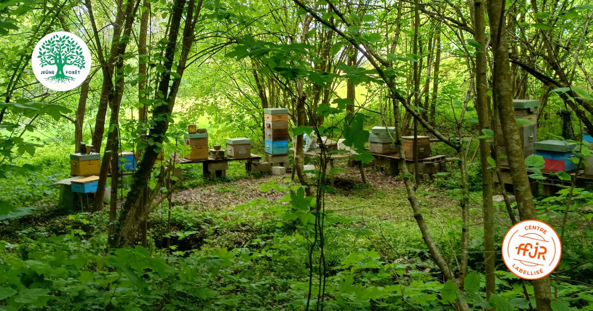 Une visite chez un apiculteur - Randonnée bien être AMJ FFJR - Jeûne forêt